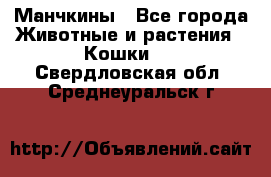 Манчкины - Все города Животные и растения » Кошки   . Свердловская обл.,Среднеуральск г.